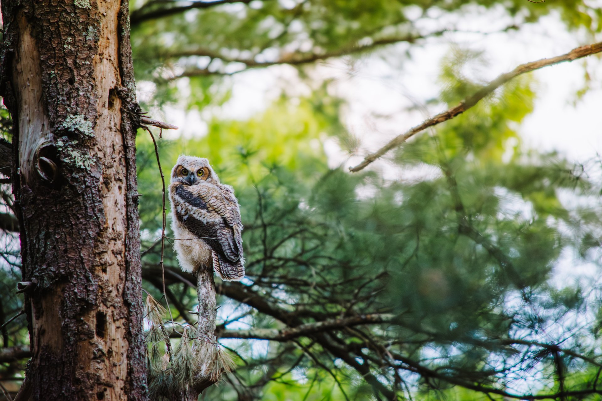 Baby Great Horned Owl perched in a thin tree