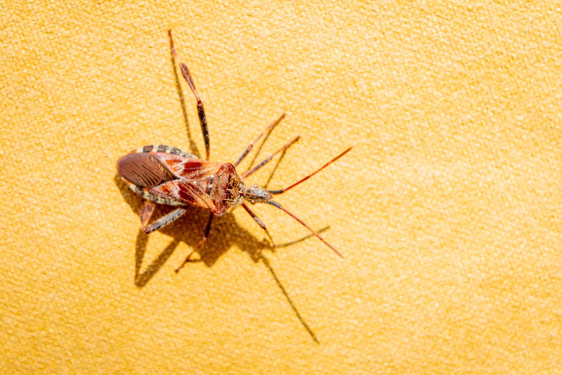 brown western conifer seed bug on yellow background