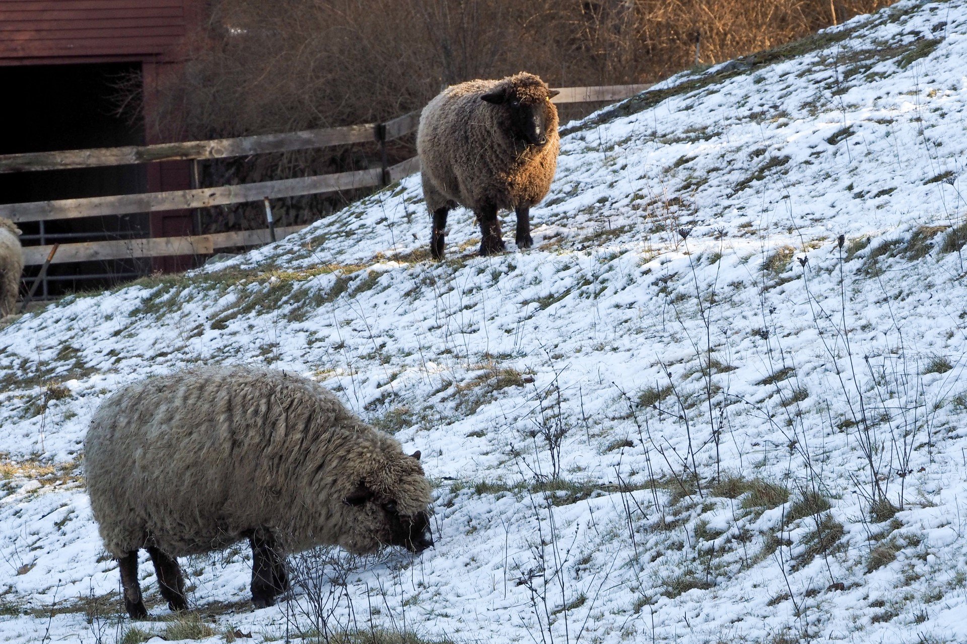 Two sheep grazing in snow