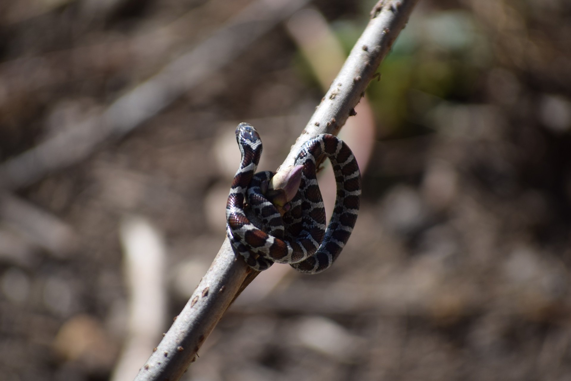 A baby milk snake curls around a bare branch.