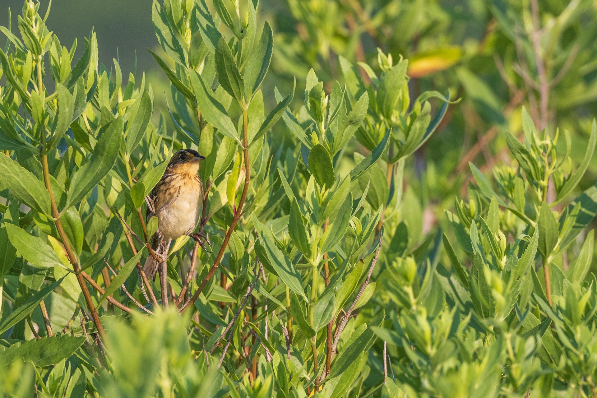 Saltmarsh Sparrow sits on branch