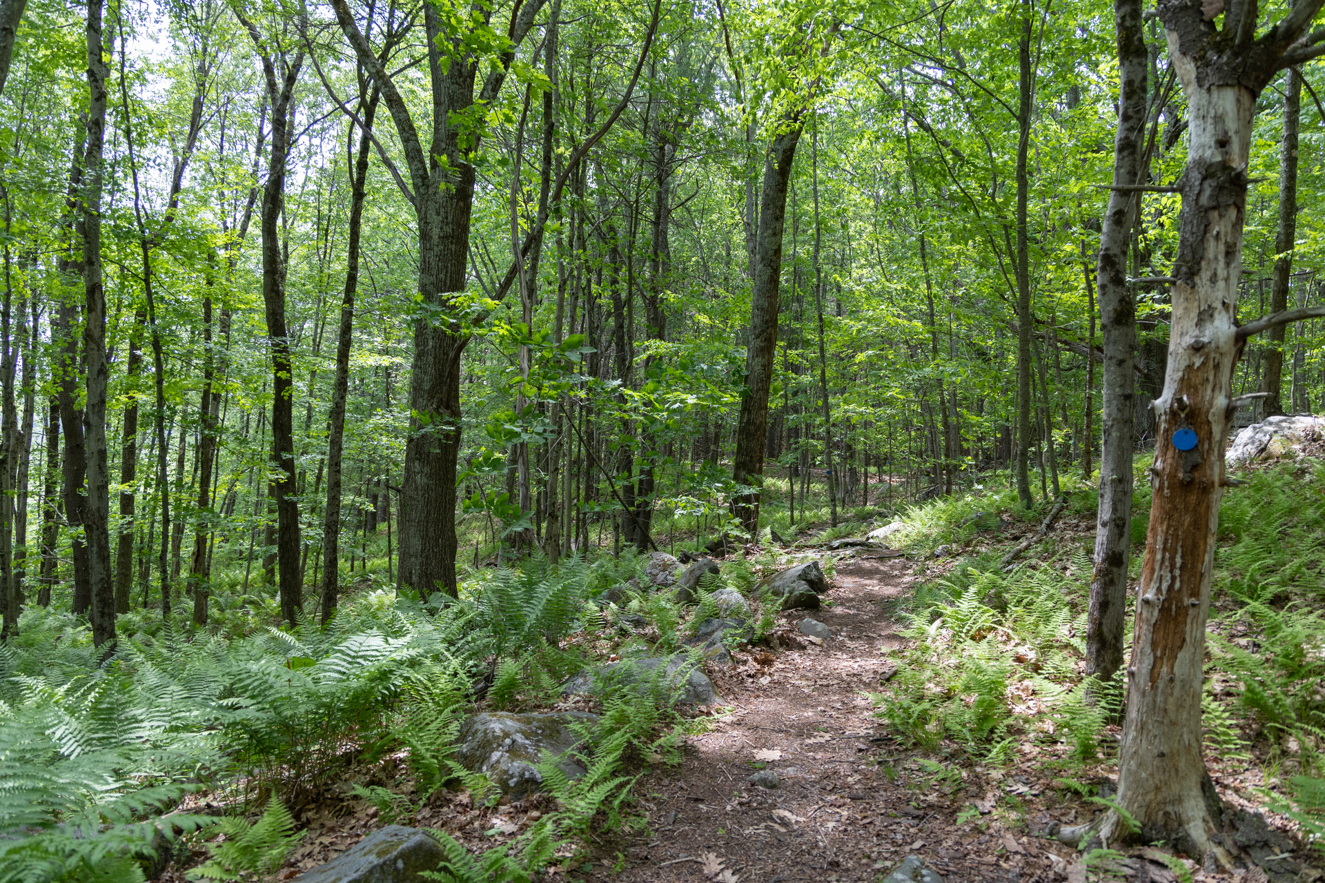 Wachusett Meadow forest and trail