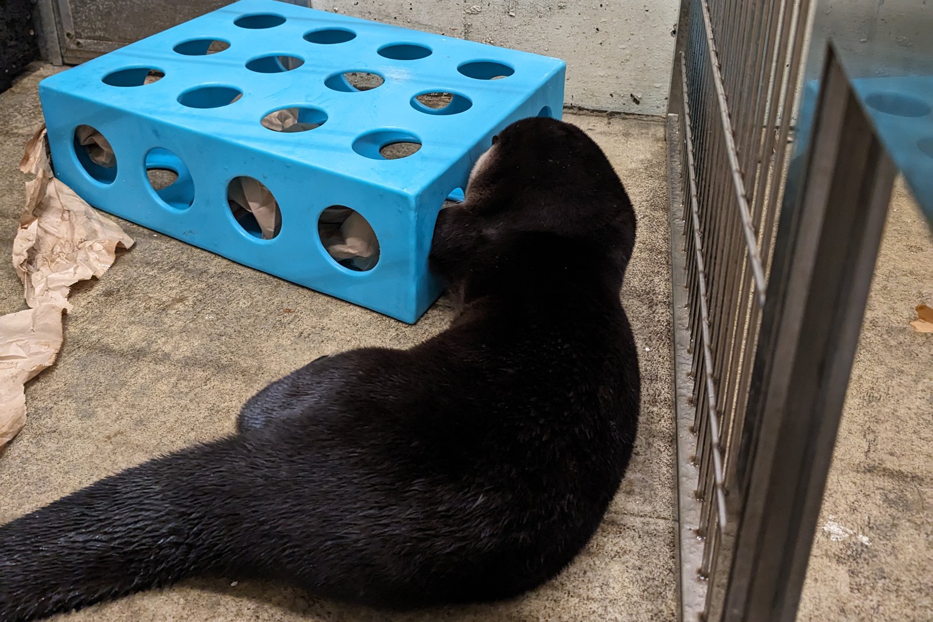 Otter with a hollow blue box, holes lining each side