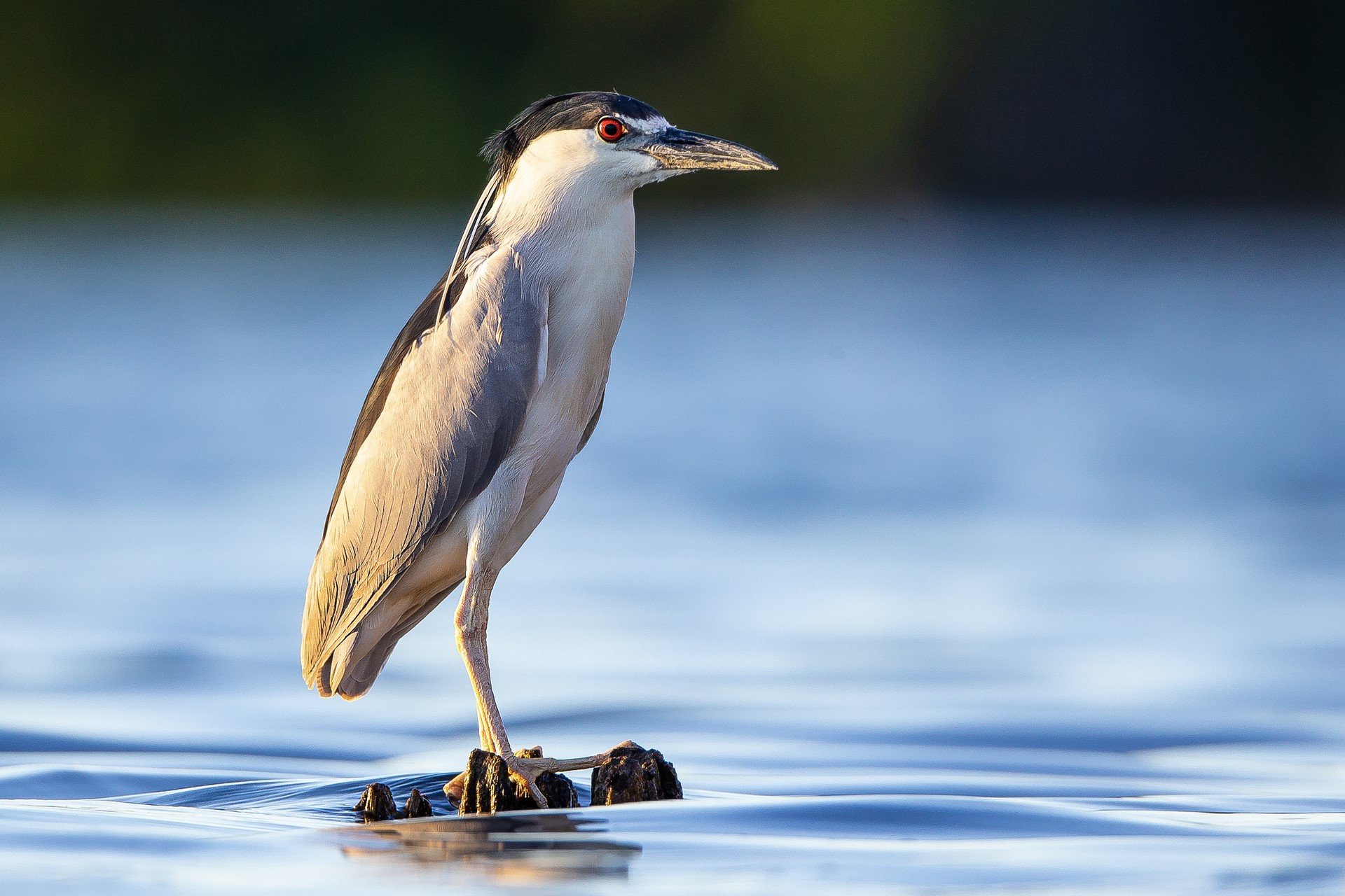 night heron perched on wood in water