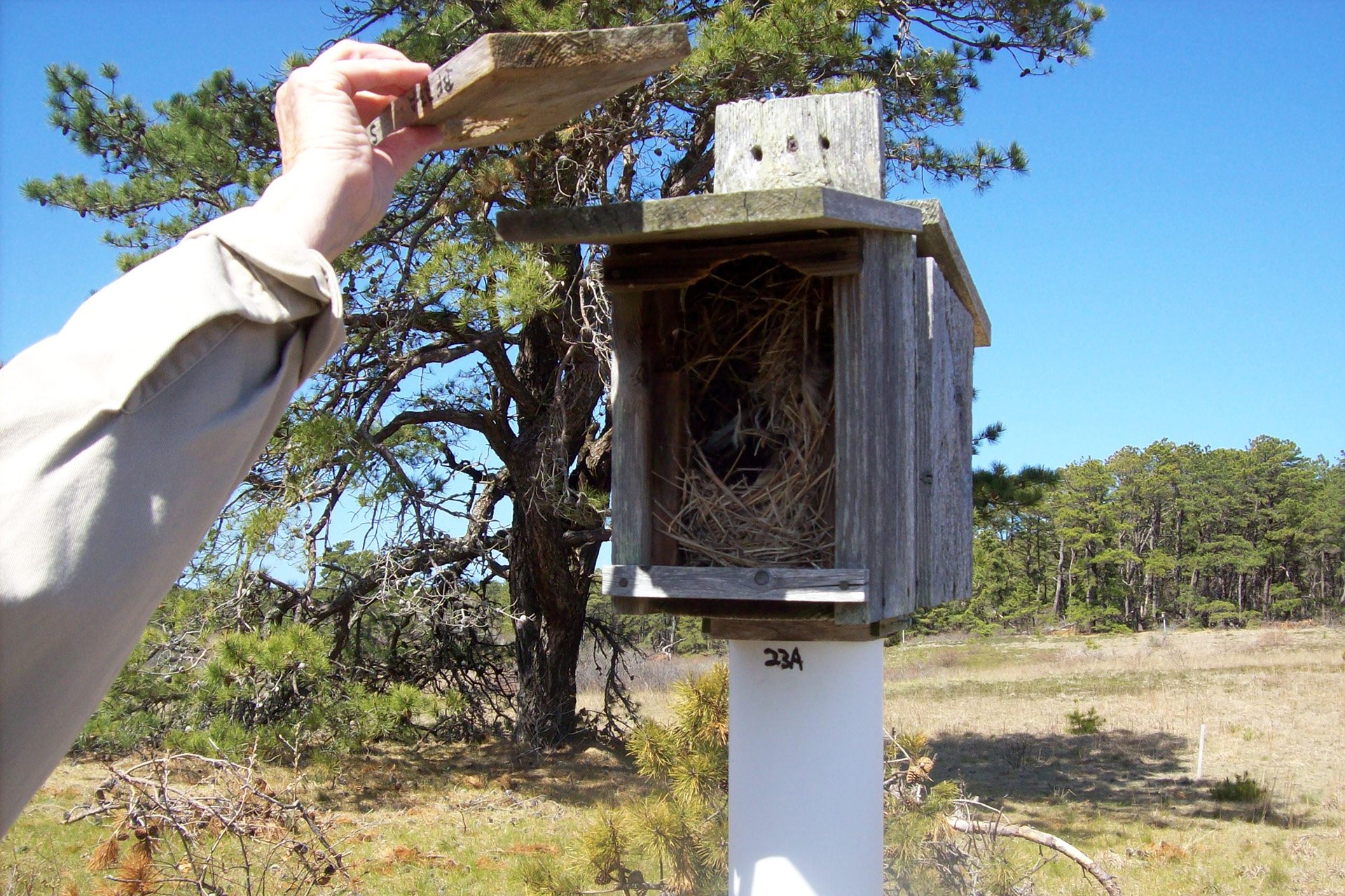 Wooden nest box with an inhabitant
