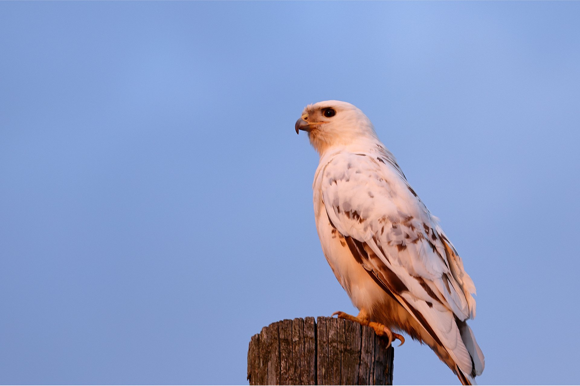 Leucistic red-tailed hawk perched on a telephone pole
