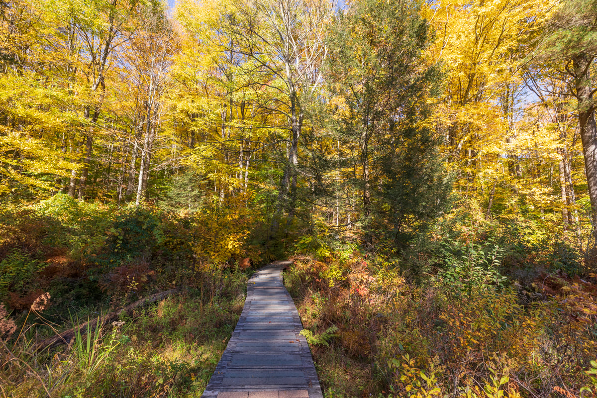 Wooden boardwalk through a fall forest.
