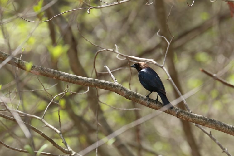 Blue Jay Bird Sitting on Branch Baby Onesie
