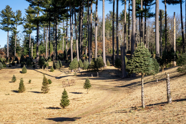 Pawtucket Farm From Christmas Tree Farm to Wildlife Sanctuary