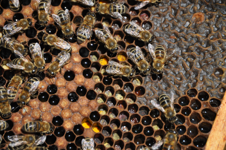 Winter Beekeeping at Drumlin Farm