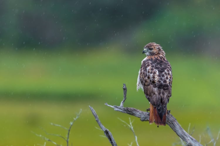 The Red-tailed Hawk: Why Are They So Common? - Buffalo Bill Center of the  West