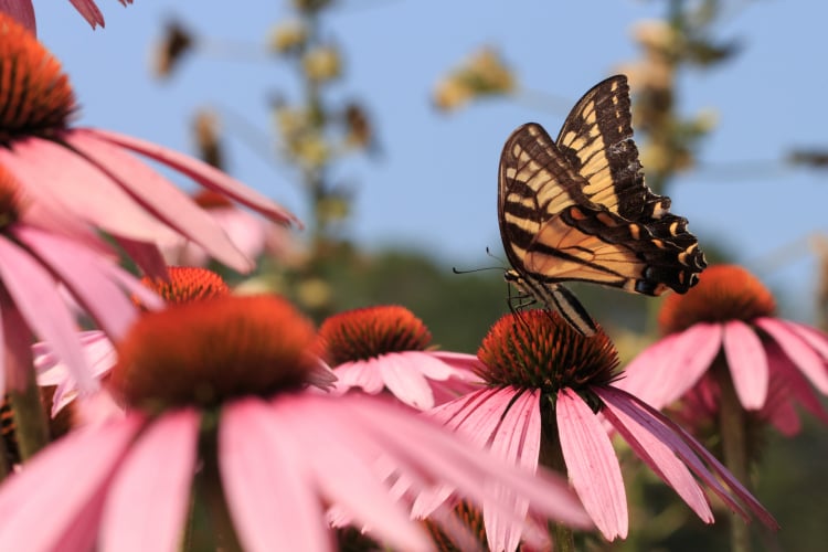 Butterfly Atlas