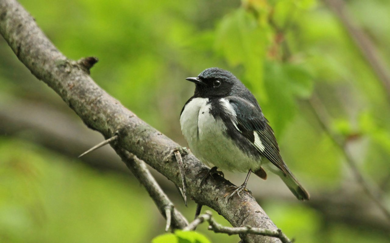 Black-throated blue warbler © Ryan Schain