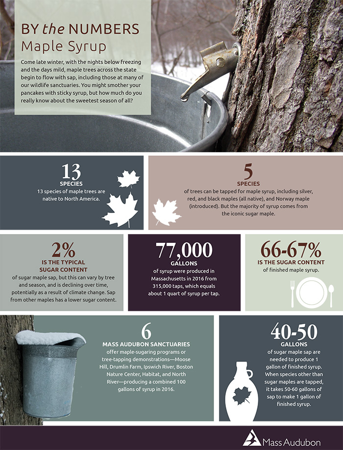 By the Numbers: Maple Sugaring