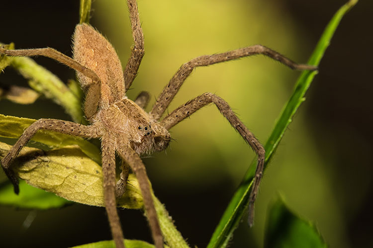 Wolf spider © John Gounarides