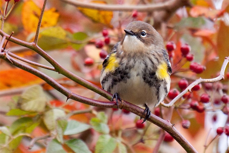 Yellow-rumped Warbler © Carol Ansel